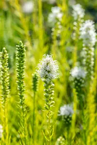 liatris spicata 'alba' P11 - afbeelding 4