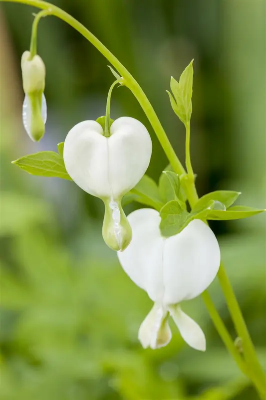 dicentra spectabilis 'alba' P11 - afbeelding 4