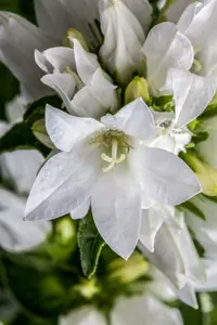 campanula glom. 'alba' P9 - afbeelding 4