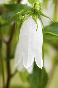 campanula latifolia 'macrantha alba' P9 - afbeelding 1