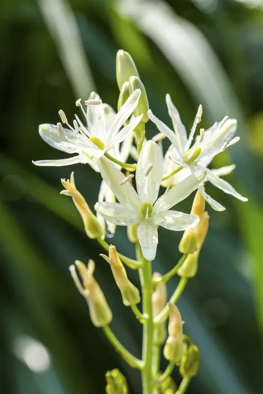 camassia leichtlinii 'alba' C1