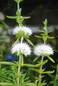 mentha cervina 'alba' ( preslia cerv. 'alba') P9