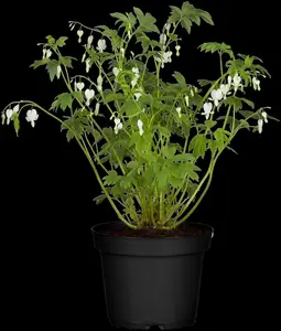 dicentra spectabilis 'alba' P11 - afbeelding 3