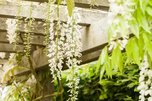 wisteria fl. 'alba' (80-100 cm)