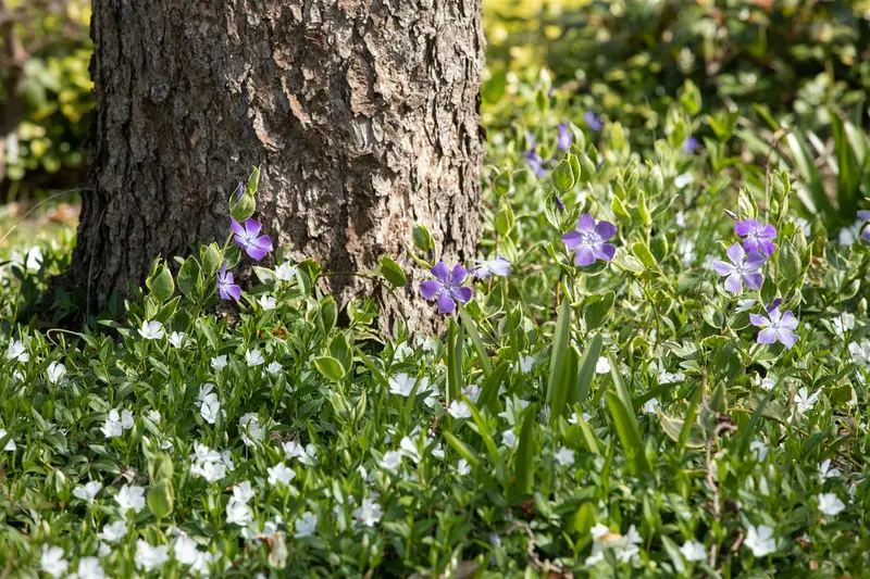 vinca minor 'alba' P11 - afbeelding 3