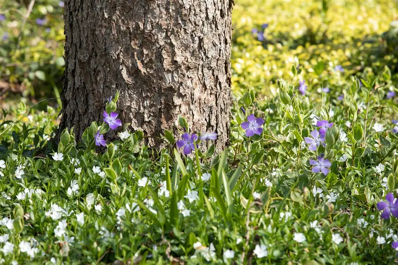 vinca minor 'alba' P11 - afbeelding 5