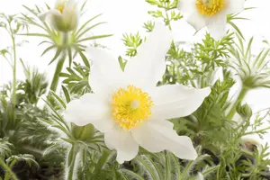 pulsatilla vulg. 'alba' P11 - afbeelding 2