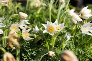 pulsatilla vulg. 'alba' P11 - afbeelding 4