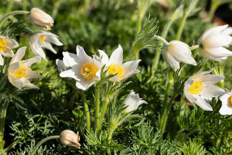 pulsatilla vulg. 'alba' P11 - afbeelding 5