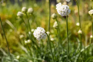 armeria mar. 'alba' P11 - afbeelding 3