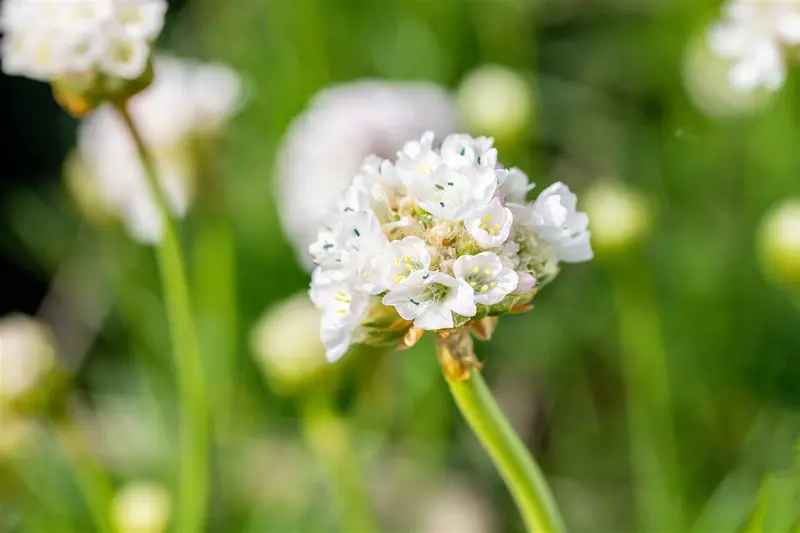 armeria mar. 'alba' P11 - afbeelding 4