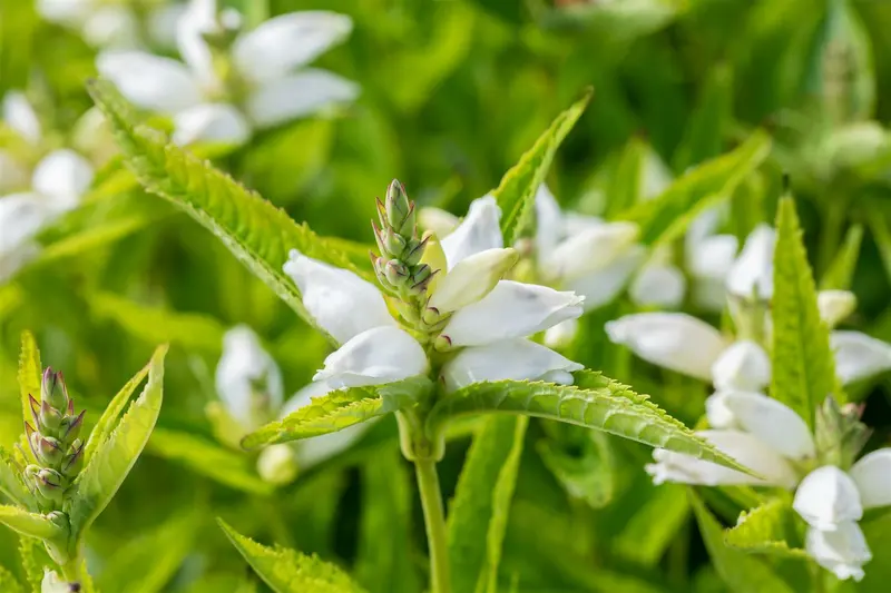 chelone obliqua 'alba' P11 - afbeelding 1