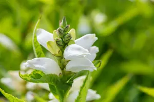 chelone obliqua 'alba' P11 - afbeelding 3