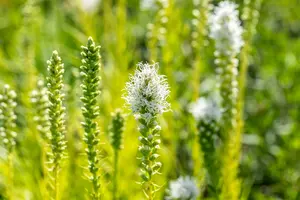 liatris spicata 'alba' P11 - afbeelding 3