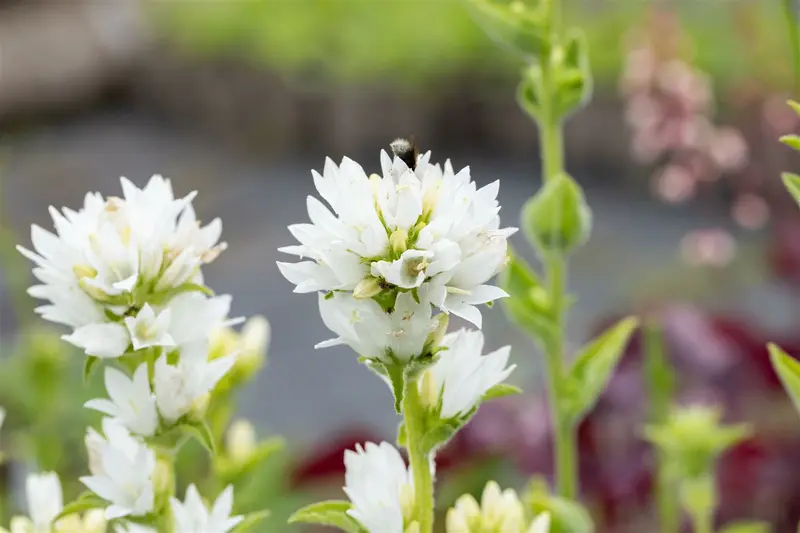 campanula glom. 'alba' P11 - afbeelding 5