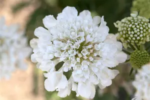 scabiosa cauc. 'alba' P11