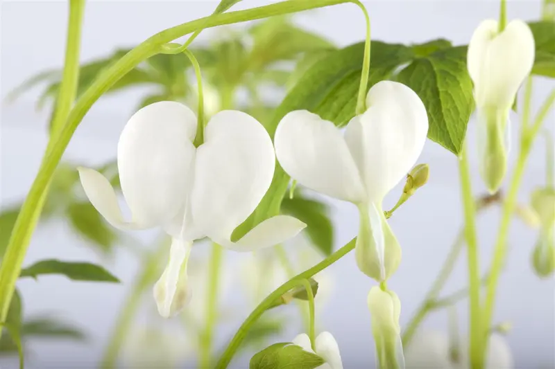 dicentra spectabilis 'alba' P11 - afbeelding 2