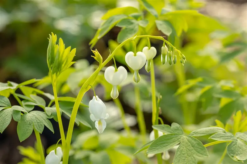 dicentra spectabilis 'alba' P11 - afbeelding 5