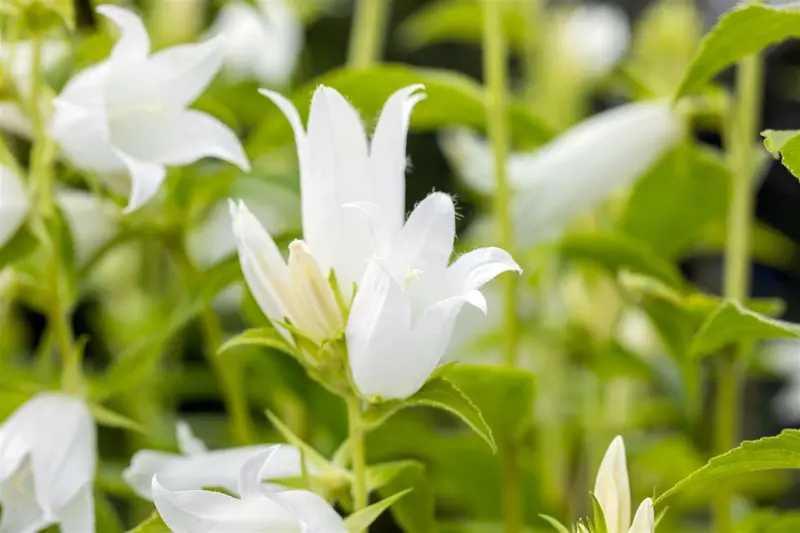 campanula latifolia 'macrantha alba' P9 - afbeelding 2