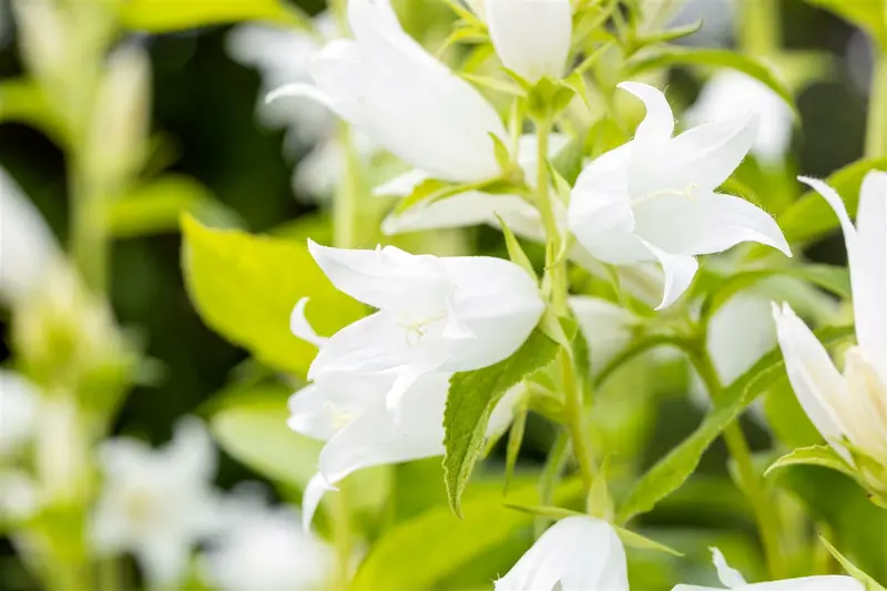 campanula latifolia 'macrantha alba' P9 - afbeelding 3