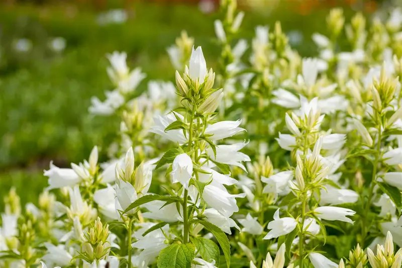 campanula latifolia 'macrantha alba' P9 - afbeelding 4