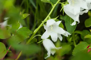 campanula latifolia 'macrantha alba' P9 - afbeelding 5