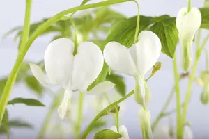 dicentra spectabilis 'alba' P9 - afbeelding 2