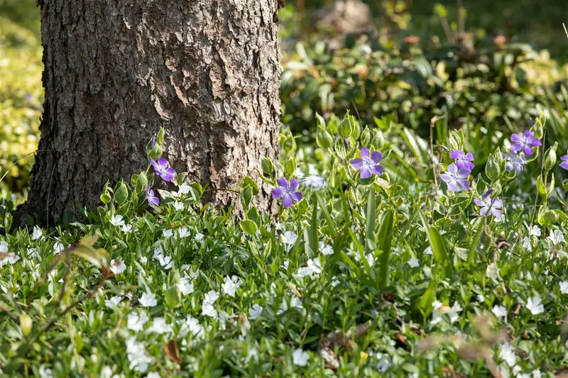 vinca minor 'alba' P9 - afbeelding 4