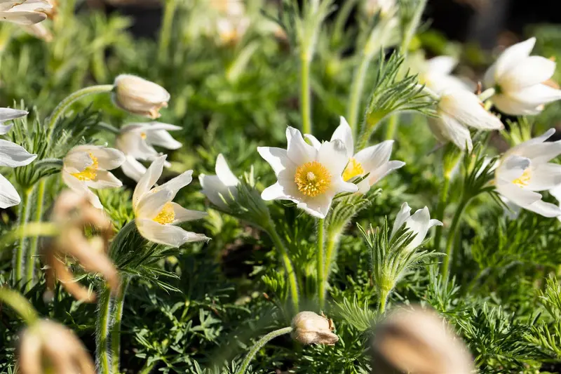 pulsatilla vulgaris alba P10.5 - afbeelding 4