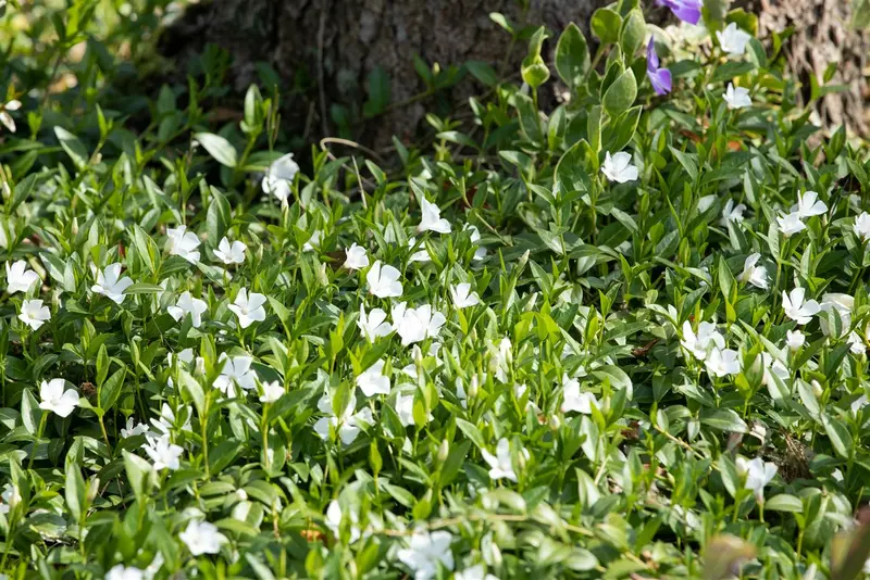 vinca minor 'alba' P11 - afbeelding 2