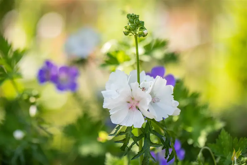 malva moschata 'alba' P11 - afbeelding 2