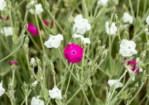 lychnis coronaria 'alba' P11 - afbeelding 2