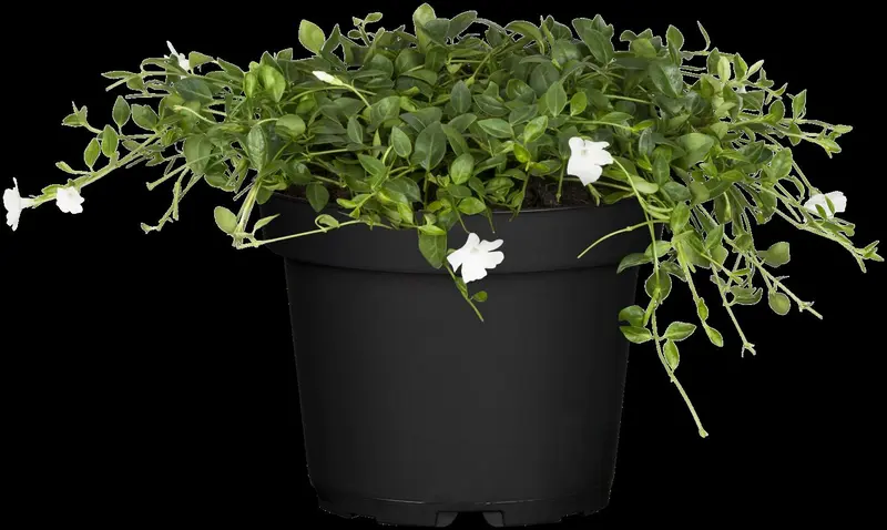 vinca minor 'alba' P11 - afbeelding 1