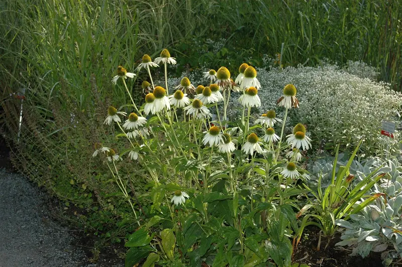 echinacea purp. 'alba' P11 - afbeelding 1