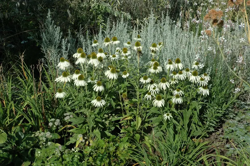 echinacea purp. 'alba' P11 - afbeelding 2