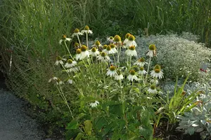 echinacea purp. 'alba' C2 - afbeelding 1