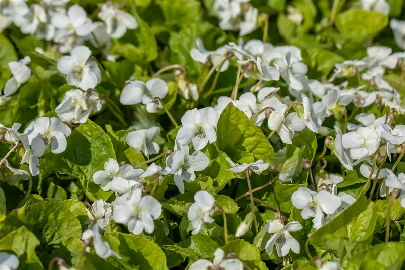 viola sor. 'albiflora' P9