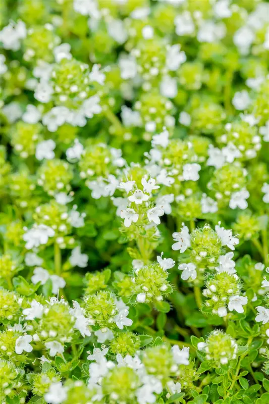 thymus praecox 'albiflorus' (serp. 'albus') P9 - afbeelding 2