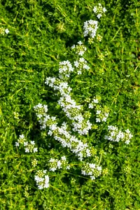 thymus praecox 'albiflorus' (serp. 'albus') P9 - afbeelding 5