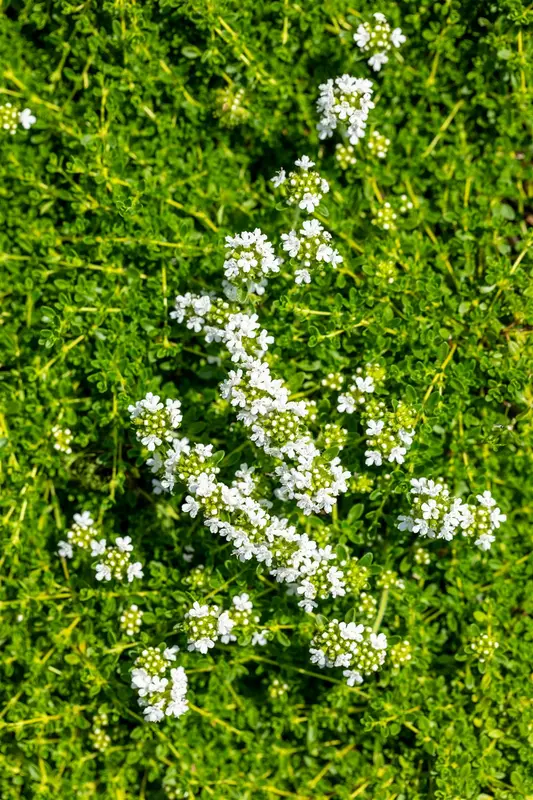 thymus praecox 'albiflorus' P11 - afbeelding 5