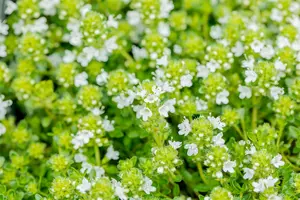 thymus praecox 'albiflorus' (serp. 'albus') P9 - afbeelding 1