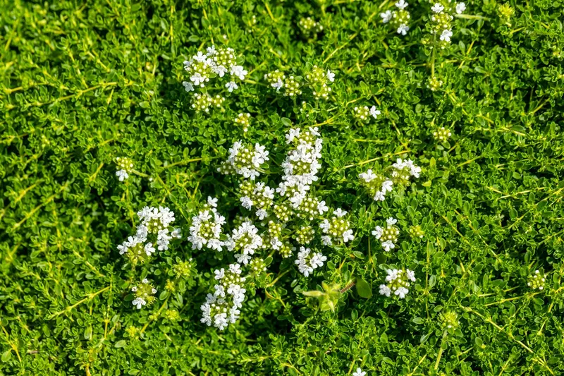 thymus praecox 'albiflorus' (serp. 'albus') P9 - afbeelding 3