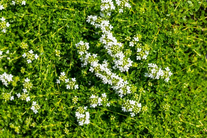 thymus praecox 'albiflorus' (serp. 'albus') P9 - afbeelding 4