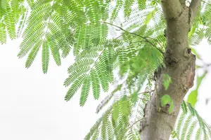 albizia jul. 'ombrella' ('bourbi'®) 8/10 C25 - afbeelding 2