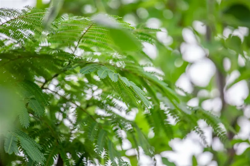 albizia jul. 'ombrella' ('bourbi'®) 8/10 C25 - afbeelding 3