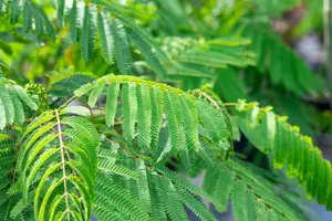 albizia jul. 'ombrella' ('bourbi'®) 8/10 C25 - afbeelding 5