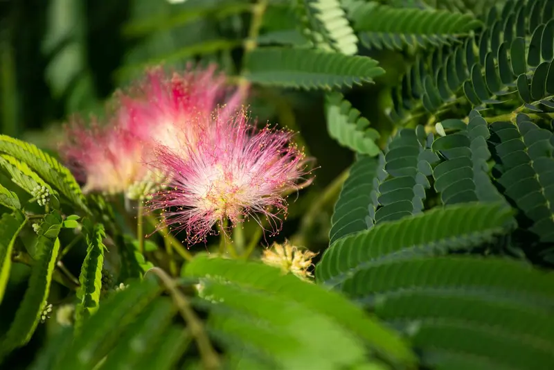 albizia jul. 'ombrella' ('bourbi'®) 8/10 C25 - afbeelding 1