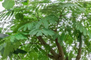 albizia jul. 'ombrella' ('bourbi'®) 8/10 C25 - afbeelding 4