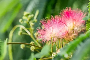 albizia julibrissin 6/8 C18 - afbeelding 2