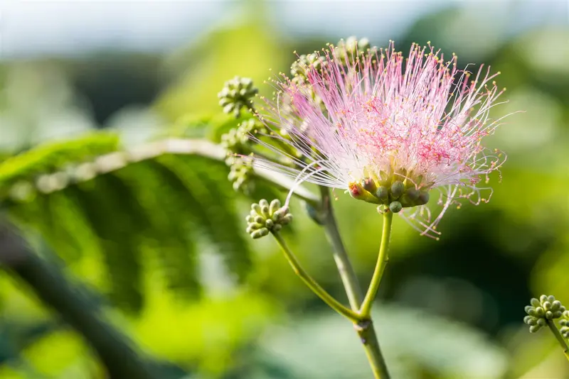 albizia julibrissin 6/8 C18 - afbeelding 4